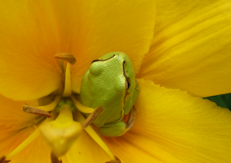 Toutes-les-tailles-Small-frog-745-Flickr -partage-de-photos .png